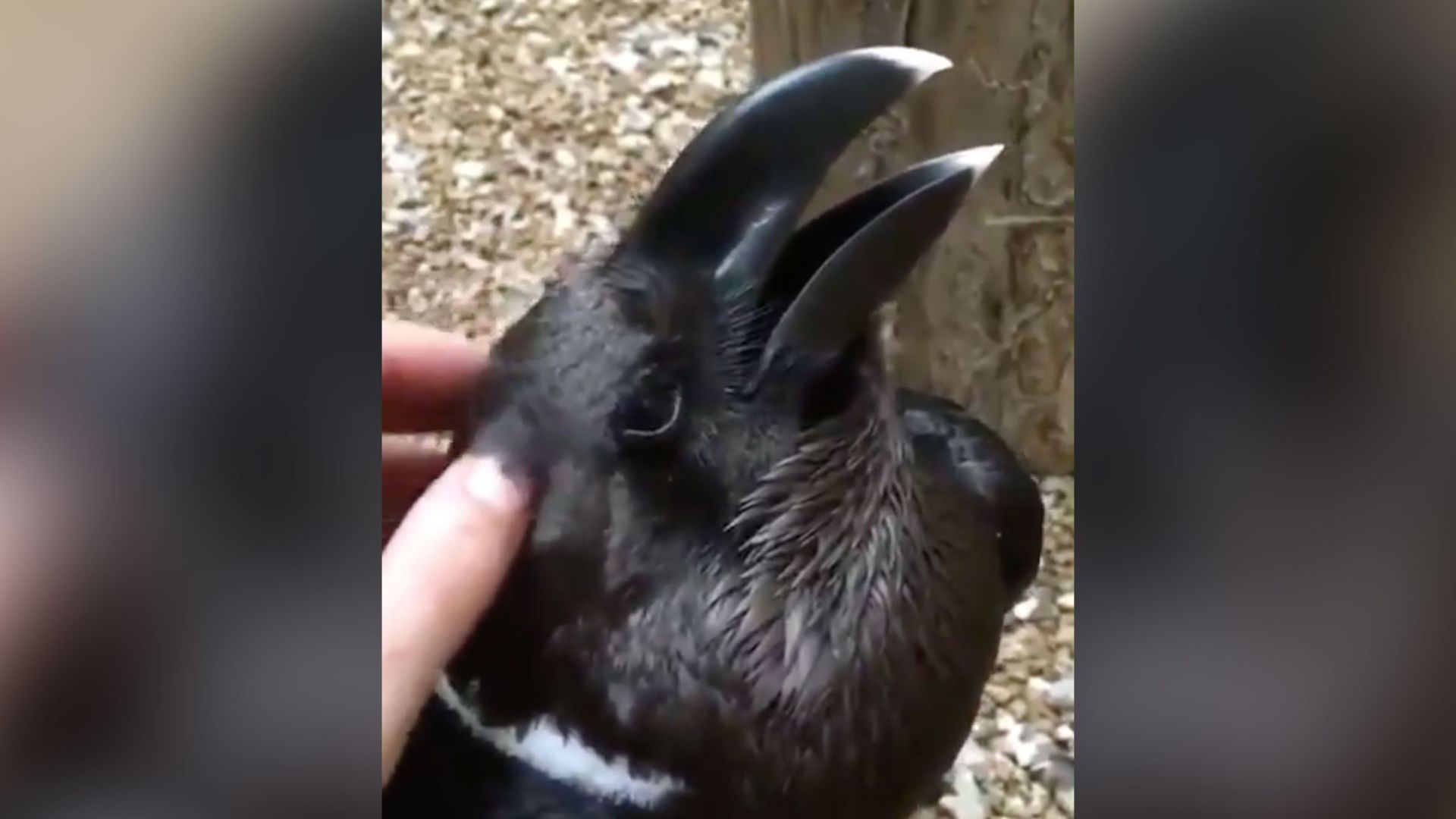 Bird Bunny Tweet Illusion